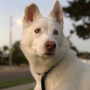 Meet your Posher, Phillip